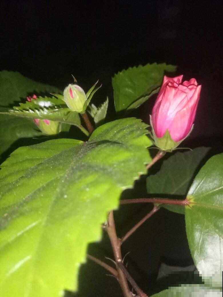 她家扶桑花冬天也能开满屋，原来是按照这法子养的，好厉害！