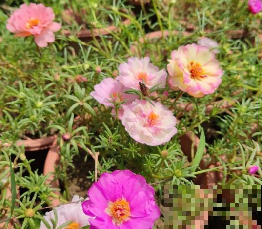 盘点我淘汰的各种花，当初花钱买了，后来含泪放弃……