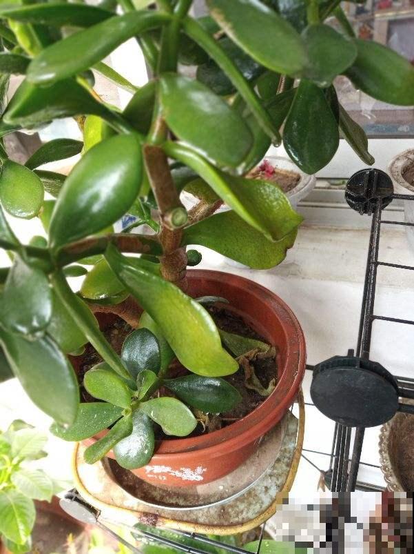 “4种”耐修剪的花卉，现在就得抓紧剪，剪晚了影响开花
