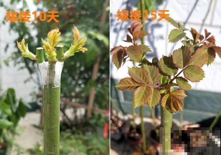 除了蟹爪兰，这花也能嫁接，开花的时候太美了！