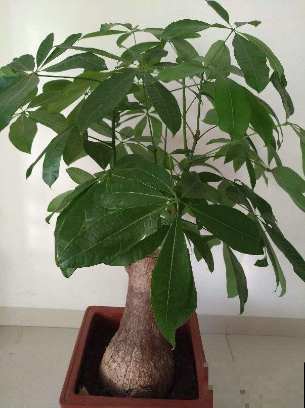 发财树文竹……一刀砍光枝条，1个月后呼呼冒新芽