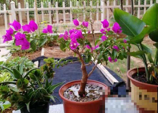 花盆土硬邦邦，加一把“松土剂”，立马松软透气有营养！