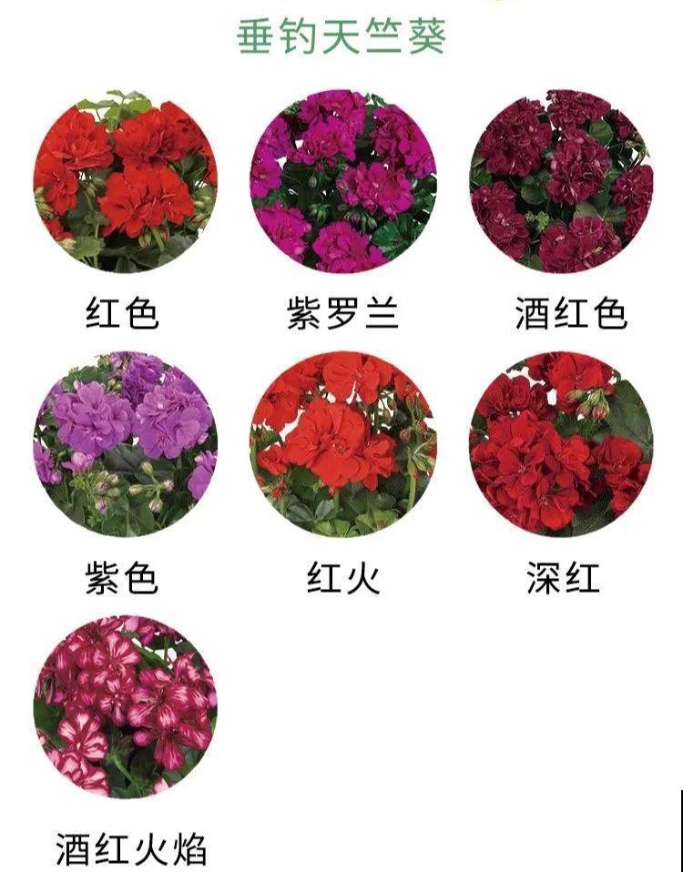 春天的开花机器，养1盆，剪一茬开一茬，阳台变成小花房！