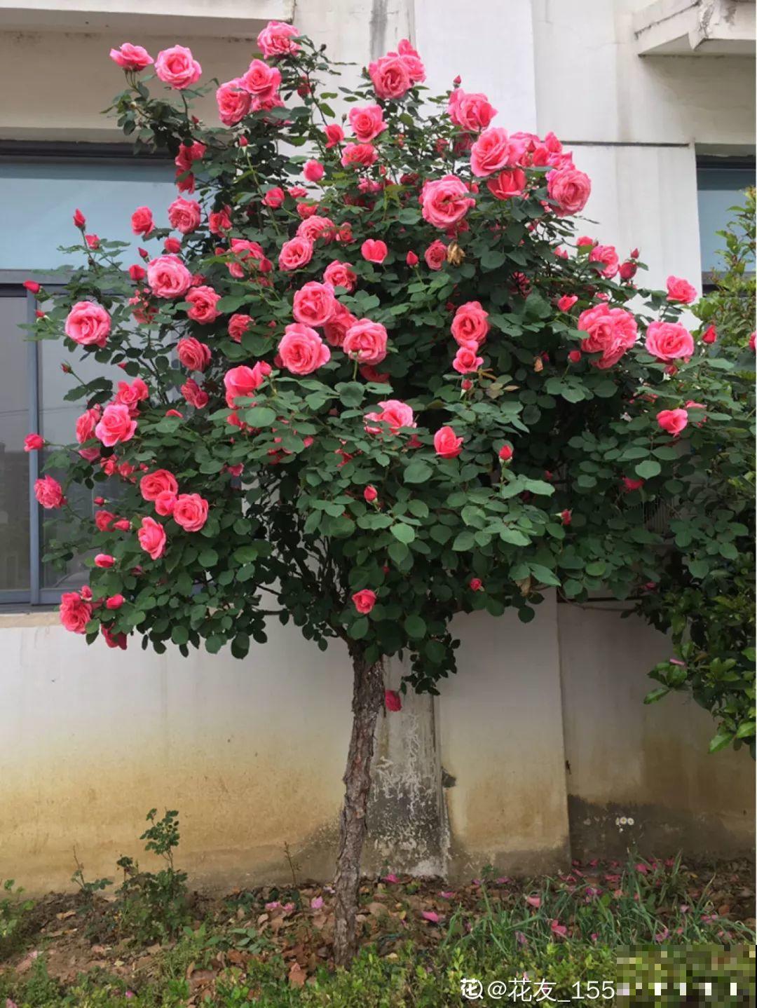 3棵茶花绑一绑，1年变成大老桩，懒人也能养成！