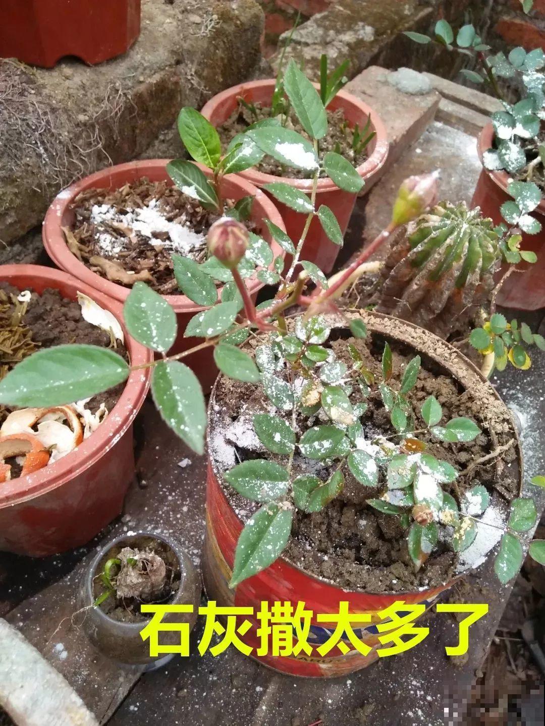小心点，给花浇上84消毒液，直接活不过3天！