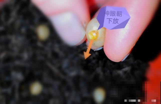 君子兰开完花，结出一串红果果，摘下来埋土里就发芽！