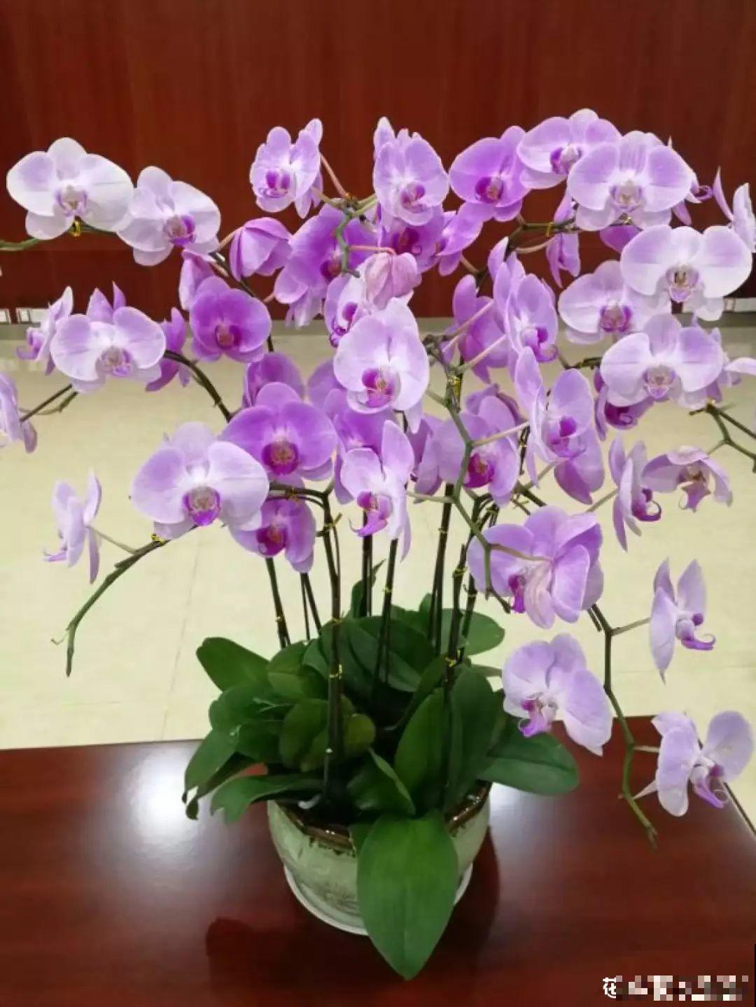 窝在家里，没事的时候赏赏花，心情也会跟着好起来！