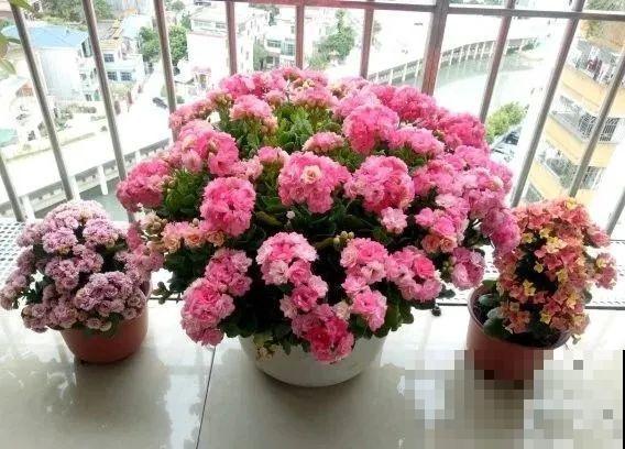 1棵长寿花，冒出124个花箭，开花开成大锅盖，咋养的？