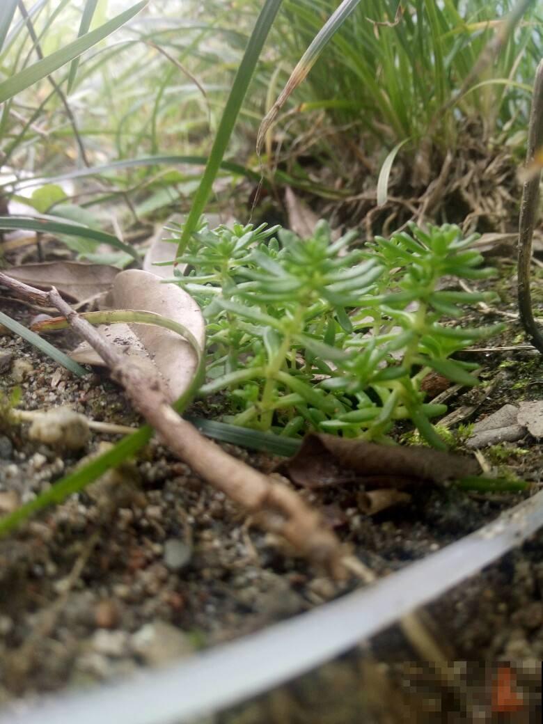 土壤表面长出这个，就得赶紧换盆，否则半月花就死翘翘