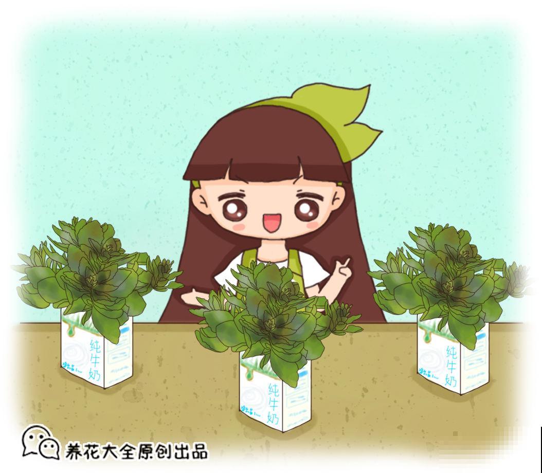这花真省心，掐个枝条插水里，半个月就窜出新芽