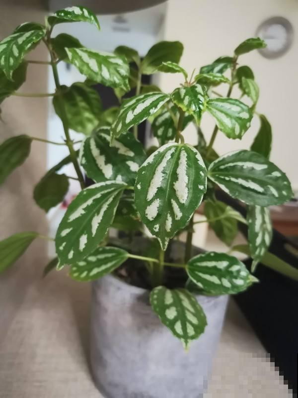 聪明人爱养的耐阴花，高贵不俗气，叶子长得跟油画似的