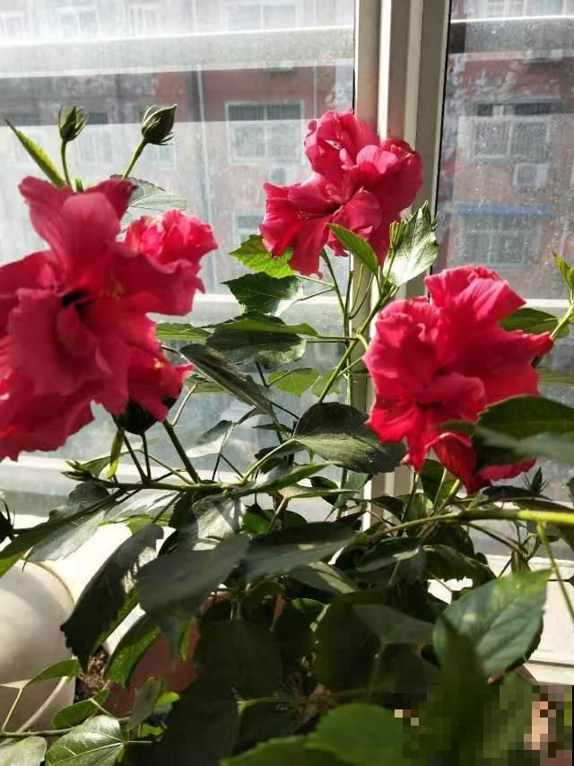 她家扶桑花冬天也能开满屋，原来是按照这法子养的，好厉害！