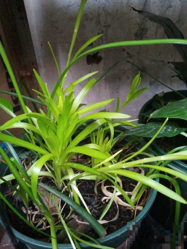 你家的绿叶植物长势如何？基础条件要扎牢，天一热就窜满盆！