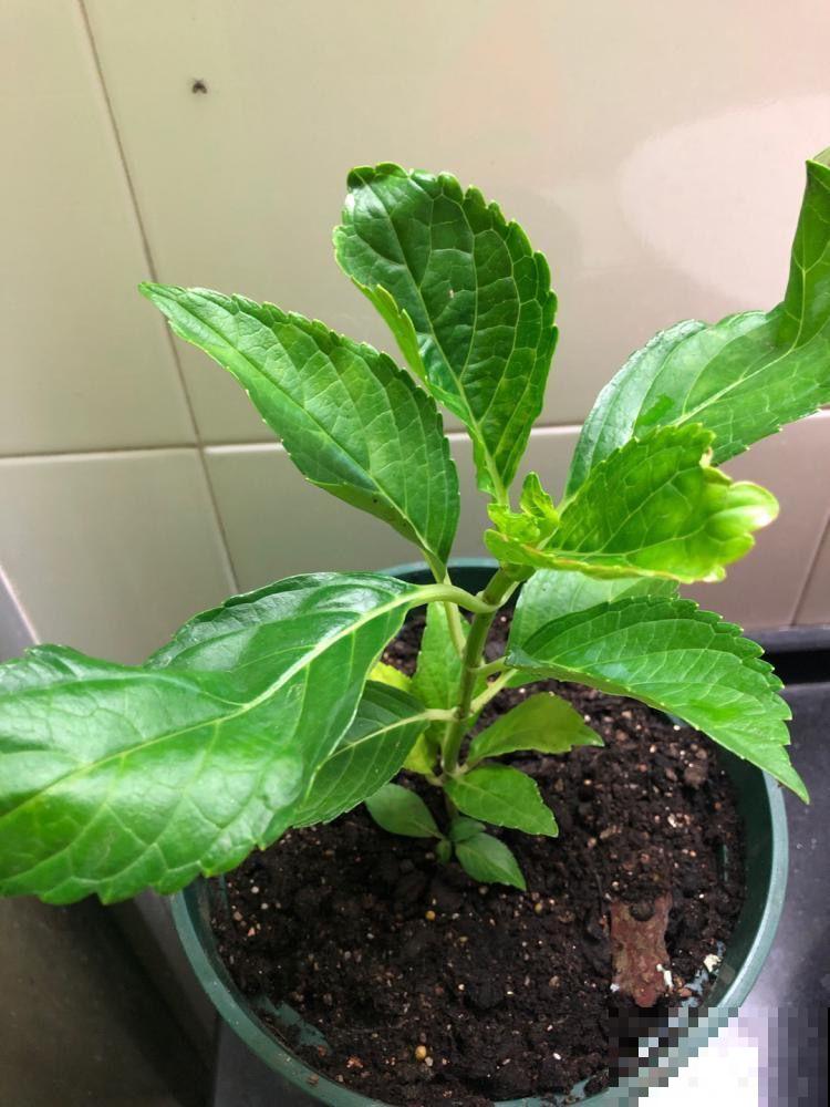 特耐阴的绣球花，光不好也能蹭蹭开，开花比拳头还大！