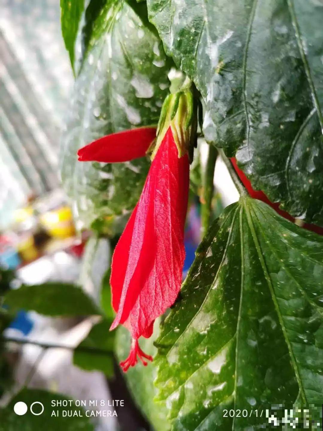 10种过年养的花，花市找不到，谁见了都稀罕！