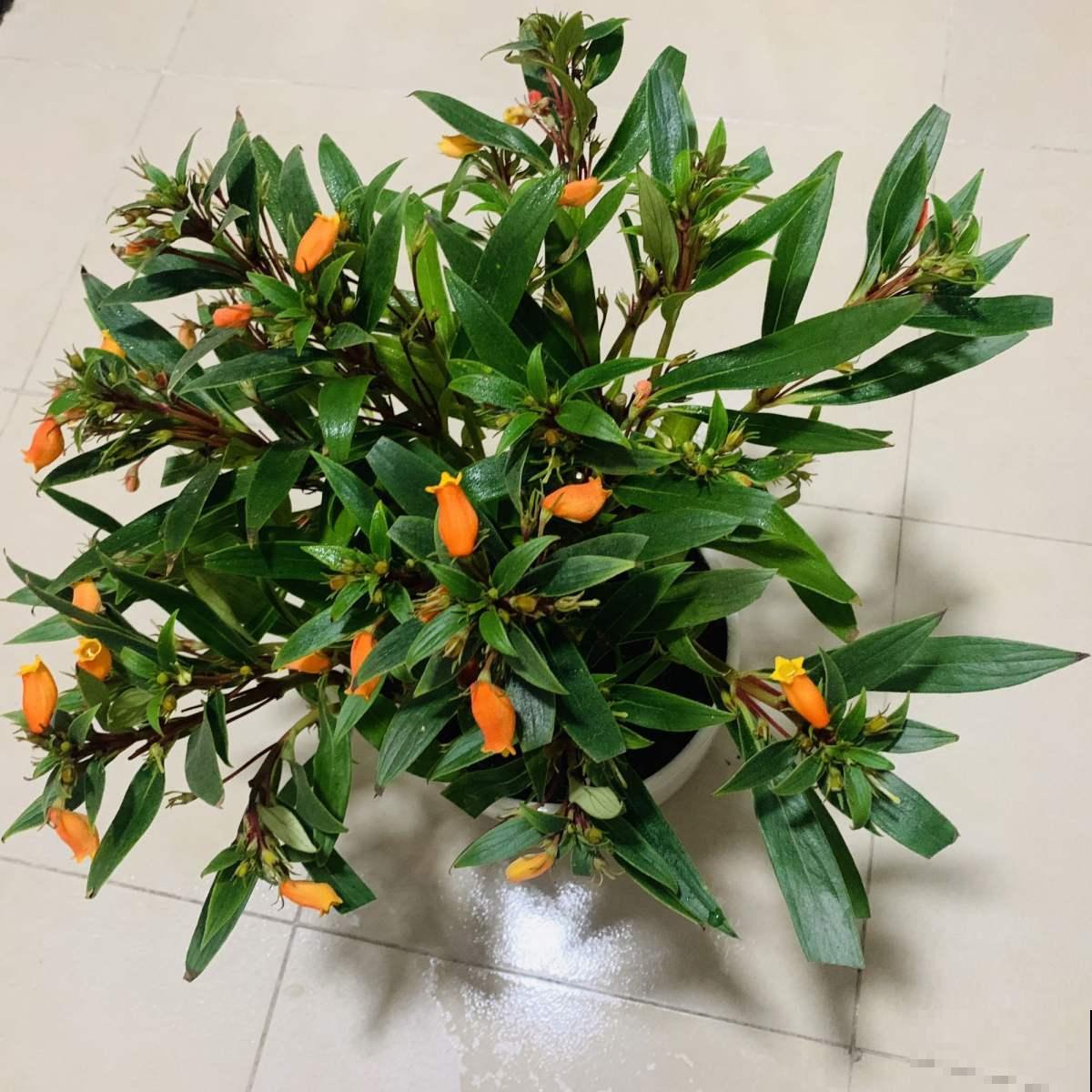 这花是大岩桐的“亲戚”，但模样却大不相同，开花太精致了！
