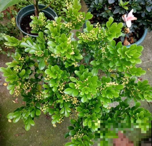 家里有这花，不能乱换盆，换完叶子哗哗掉！