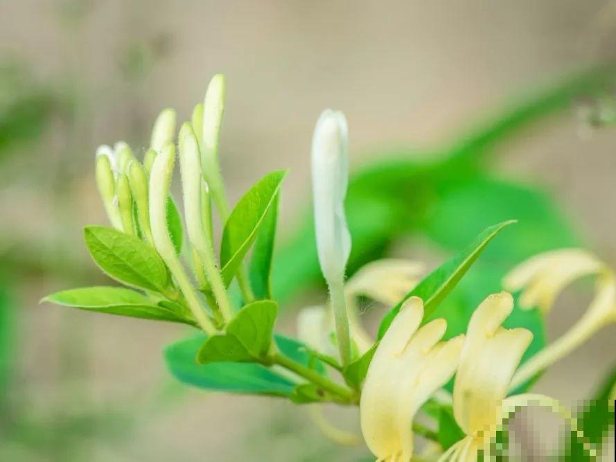 这花比茉莉还香，现在养夏天就能开，还省了一笔茶叶钱！