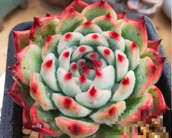 这种多肉最怕水，一个月不浇，反而胖成肉墩子！