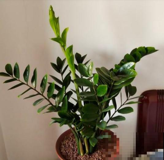 5种招财植物，叶片长得像铜钱，寓意财源滚滚来！