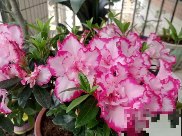 这种花不能买，搬回家就掉光叶子，几乎养不活！