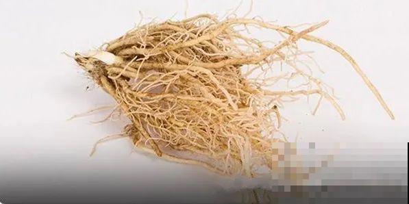 最耐阴的花是它，光不好叶子绿油油，比绿萝还好养！