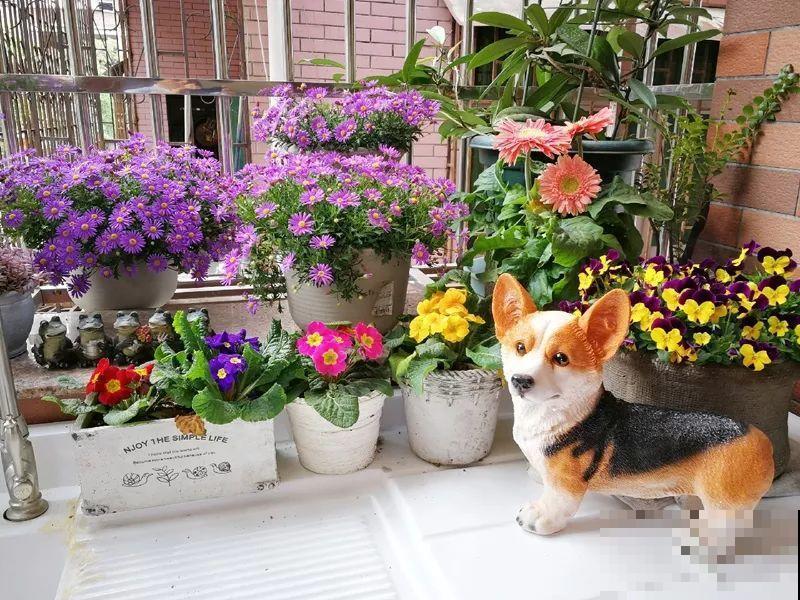 干净明亮的小窗台，适合养这花，谁见都夸漂亮！