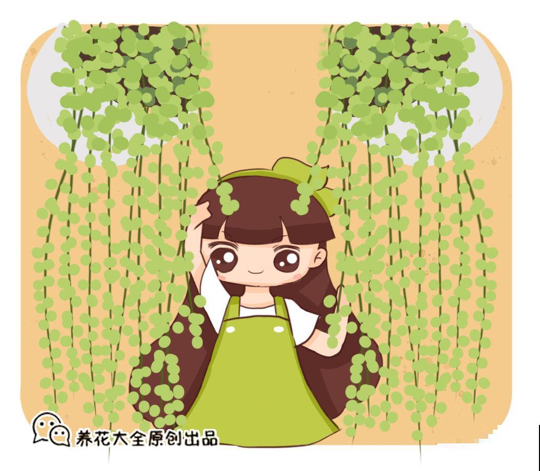 3种多肉，最适合养在阳台，蹭蹭冒芽，摁都摁不住