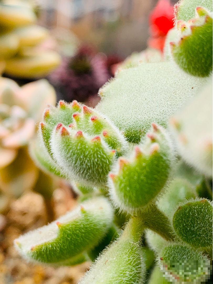 这花真神奇，开花开出“小蜜蜂”，谁见了都夸