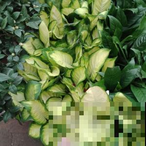 喜荫的玉簪花还要晒太阳？原来是这缘故，不照做小心叶子破相！