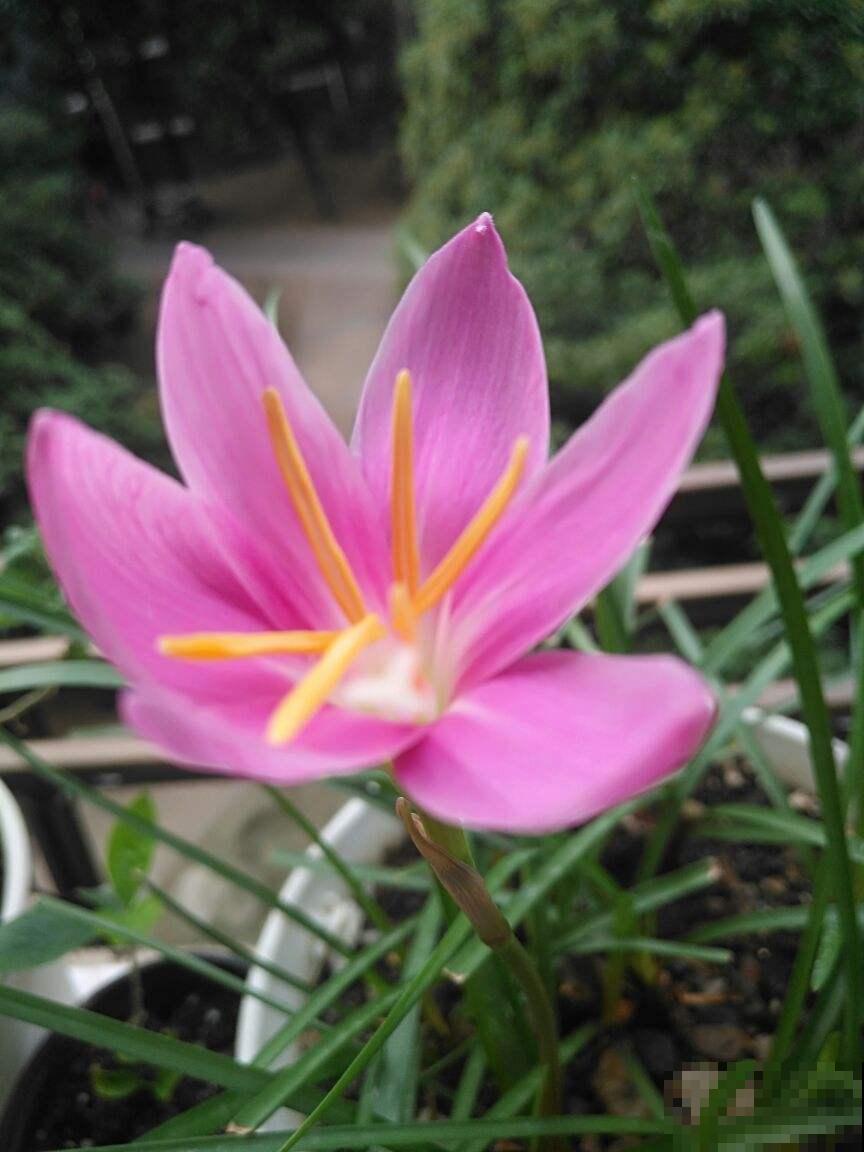 这花不怕晒也不怕雨，只要种土里，蹭噌开花，特好养