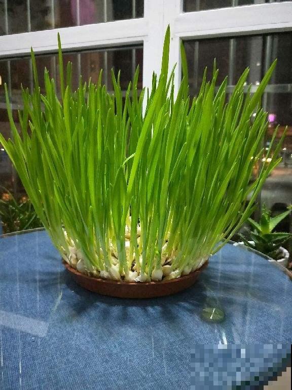 冬天懒得买菜，拎头大蒜扔水里，几天呼呼窜出好几斤蒜苗！
