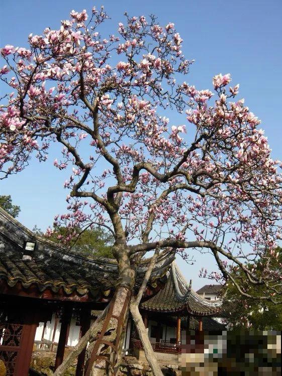 8种守家树，养在院里最适合，镇宅保平安！