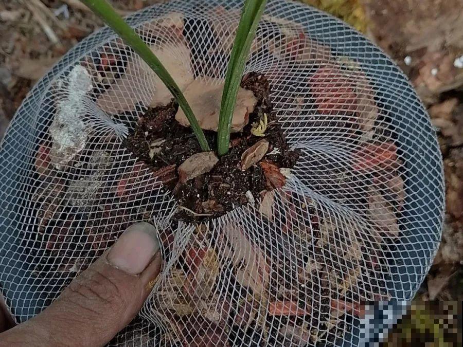 换盆时间到了，家里有这花，换完就窜新芽！