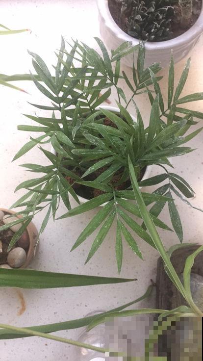 院里种棵“护家树”，开花红得像火，越养越有福气
