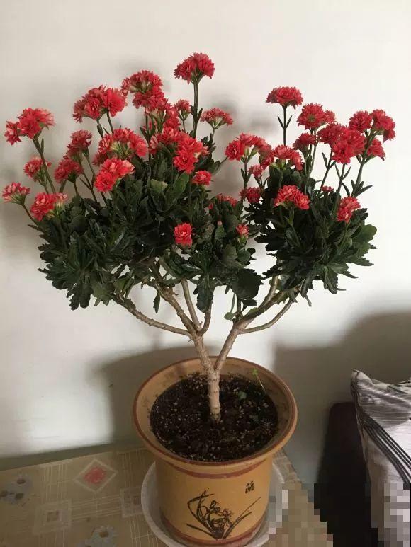 用长寿花盆里浇点它，叶片个个都巴掌大，长成2米“巨无霸”！