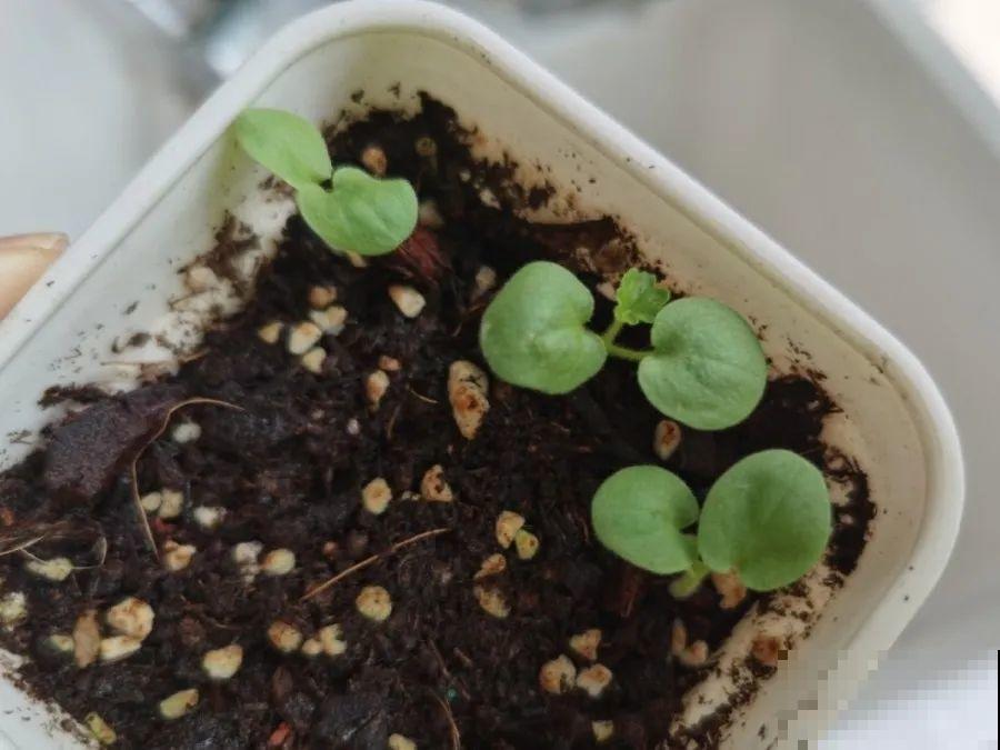 10种花，3月播种长最快，晚了还要等半年！