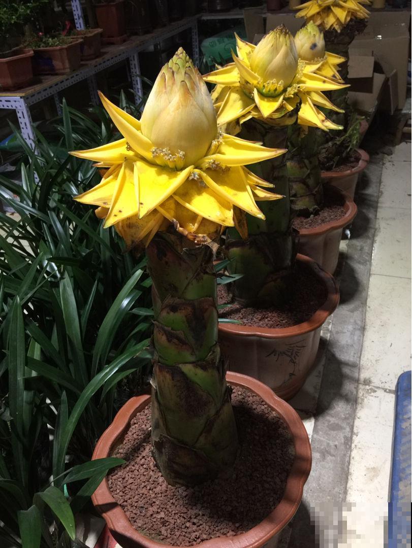 这种“莲花”浑身金黄，竟然长在地里，真神奇