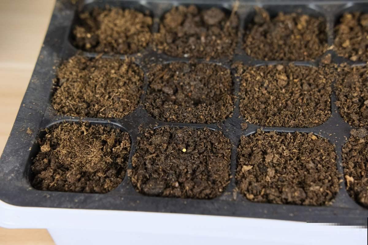 现在正当播种时，掌握播种“5个”小技巧，嗖嗖蹿小芽