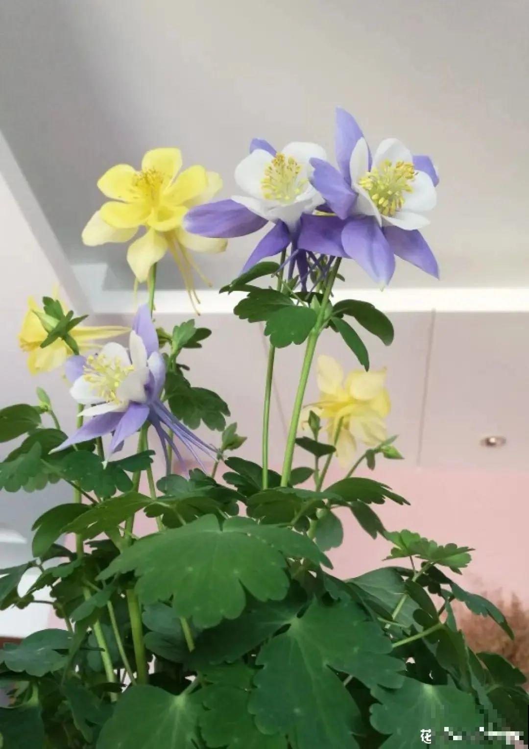这花名字土掉渣，开花却特美，花期长达3个月！