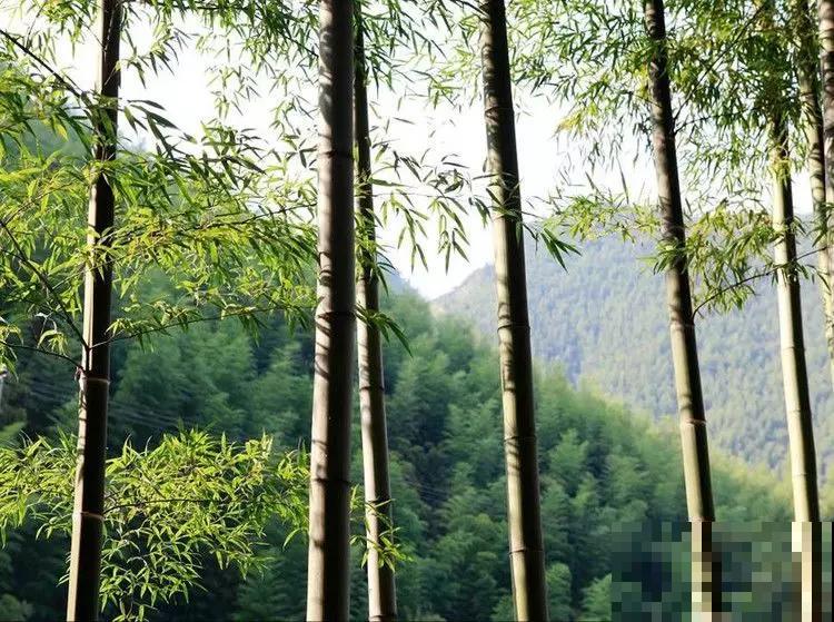 8种守家树，养在院里最适合，镇宅保平安！