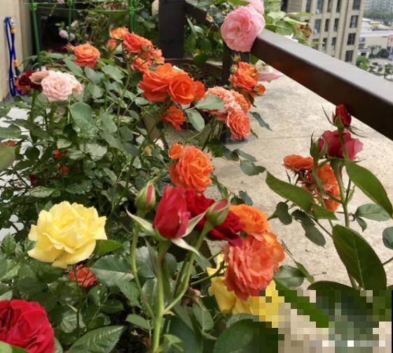 她用一年多的时间，把阳台变成小花园，一年四季有花看！