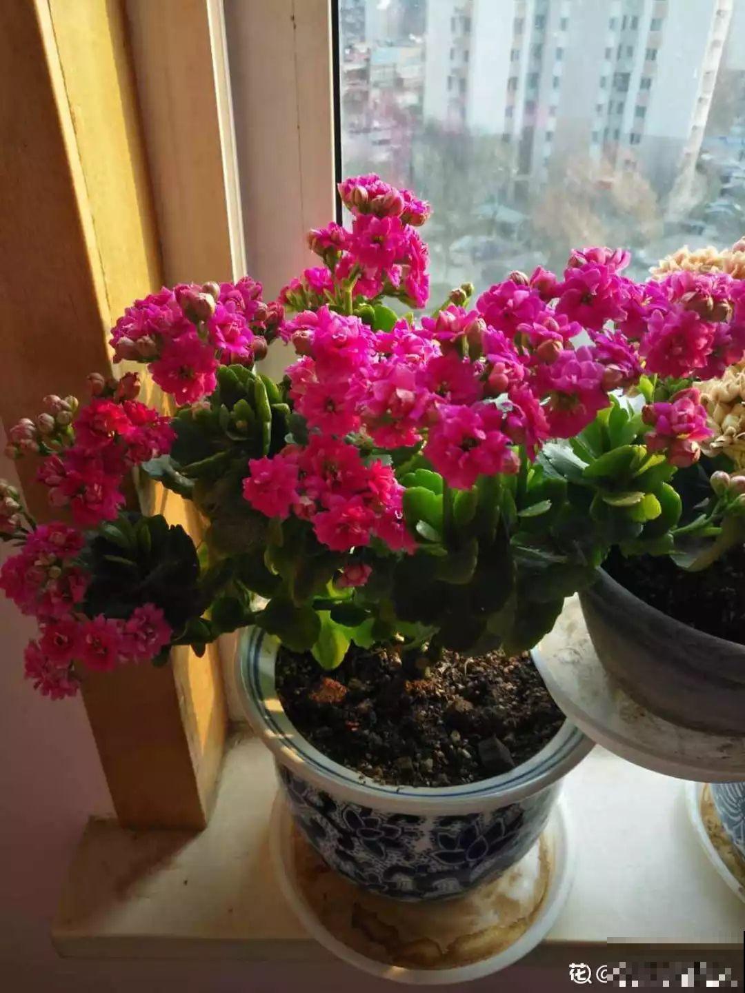 换盆时间到了，家里有这花，换完就窜新芽！