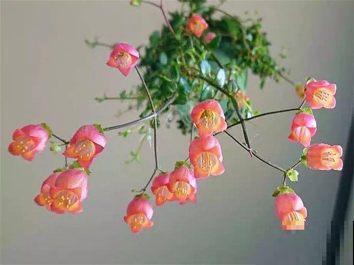 这2个长寿新品种，花一开像吊灯，新手也能养爆盆！