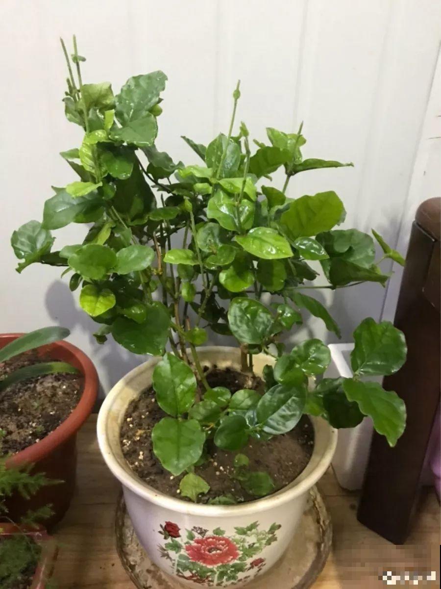 立春过后，这花快要苏醒了，准备好，剪完记得施肥！