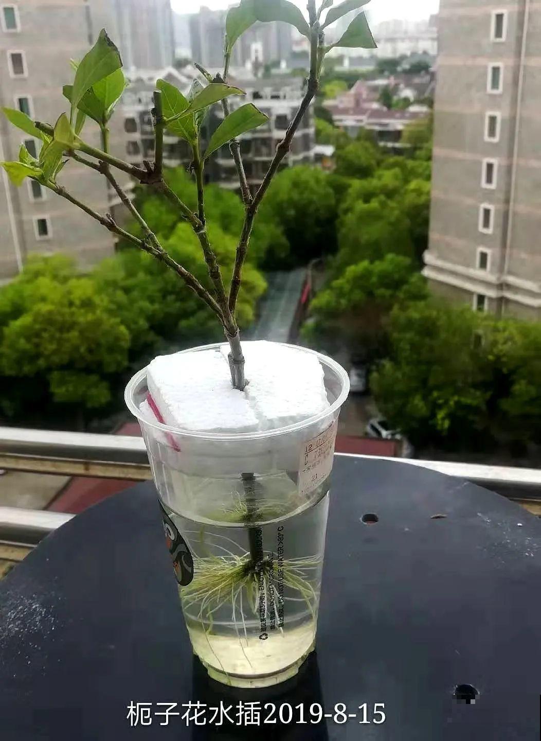 6种花大粗杆子插土里，7天就生根，春天扦插最好活！