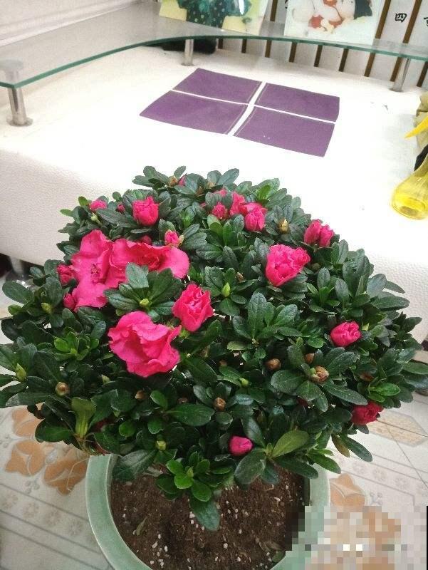 杜鹃买回家，迟迟不开花，原来是这几点没做到位！