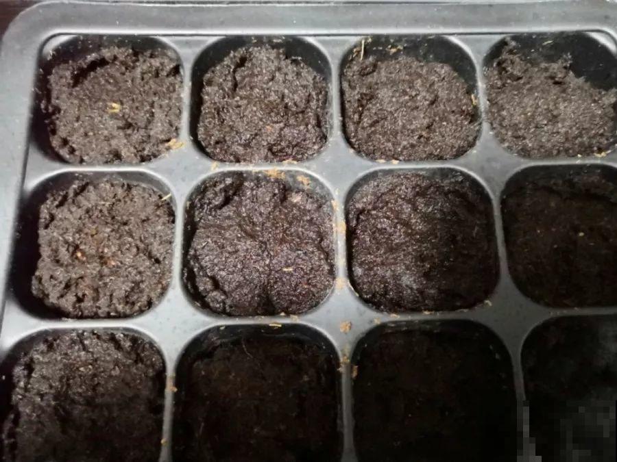 这花开完别剪，留个种最金贵，撒下能活一大片！