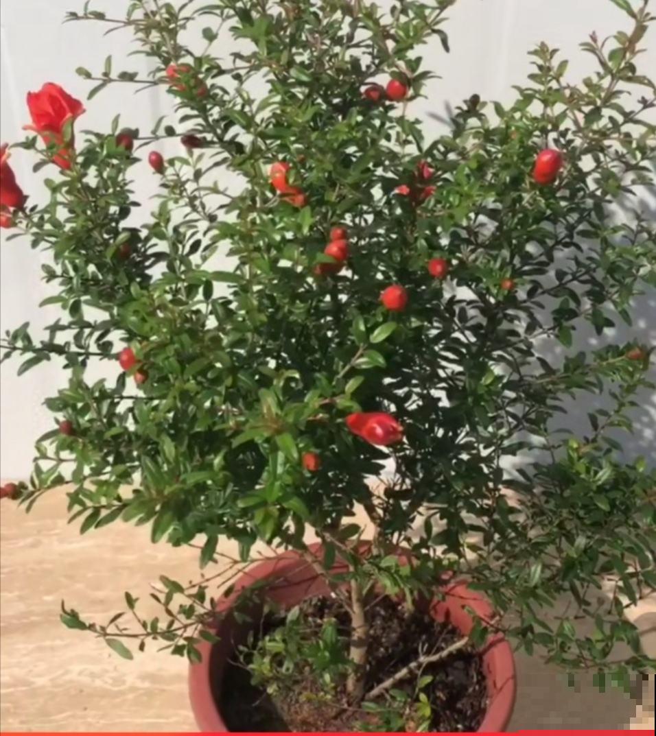 家里养这12种花，每个月开一盆，一整年都有花看