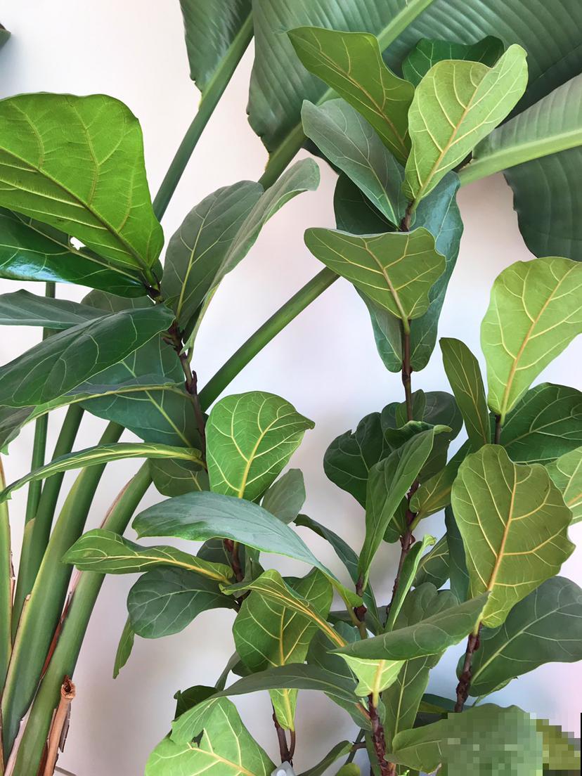 这花真是太难养了，买一盆死一盆，新手还是要谨慎